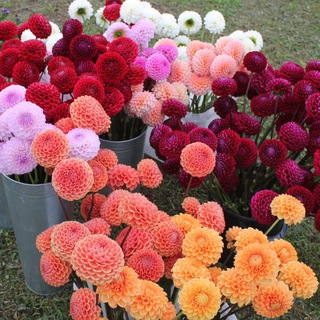 Логотип @lilyflowersufa - Цветочная сказка Лилии