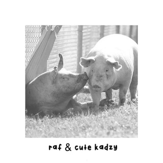 Логотип @limbmri - раф ливни с вирта(