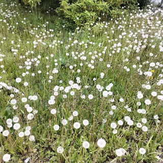 Логотип @linapoxygenui - Живущая Дарья