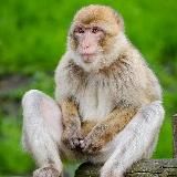 Логотип @linix_soska - linix_soska