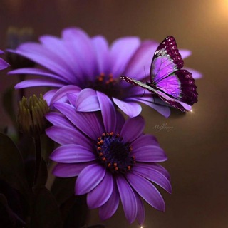 Логотип @linklovegodandall - Love Wins!!!! 💜