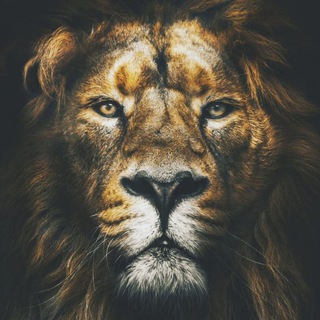 Логотип @lion_better_king - lion_better🏆💰