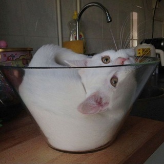 Логотип @liquidcats - Liquid Cats