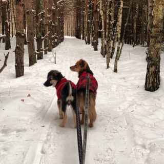 Логотип @lisa_lutik - Лиса, Лютик, Сэра, Винни, Бусик