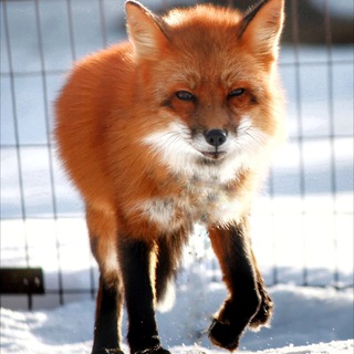 Логотип @lisaeseniy - Лиса Есения🤗