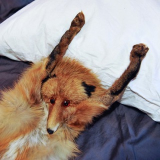 Логотип @lisatiktok - Лиса Тиктоковна