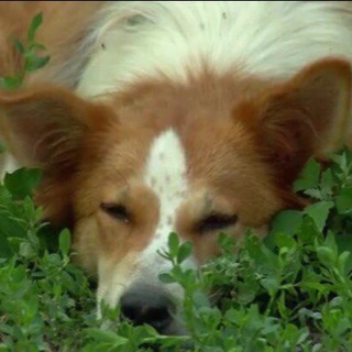 Логотип @lisena2021 - Приют Лисёна