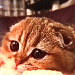 Логотип @lisenokdd - LISENOK | DD🍃