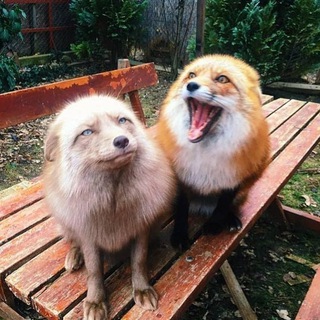 Логотип @lisiy_canal_chat - Лисий канал (Чат)