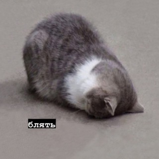 Логотип @litsrach - Дайджест срачів