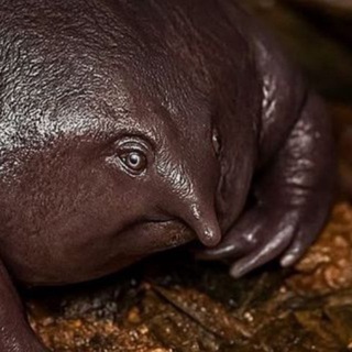 Логотип @little_ball_of_rage - Комочек ярости