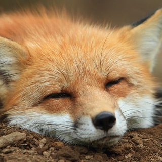 Логотип @little_chanterelle - Лисичка