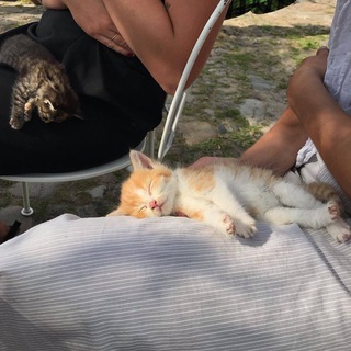 Логотип @little_tiny - Little Tiny