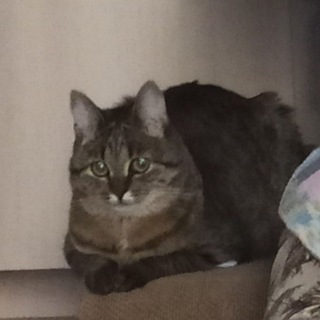 Логотип @littlebirdalatus - 🔞юрка-роботатор