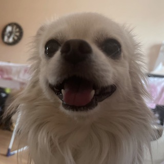 Логотип @littlegangspam - чатик лиликов