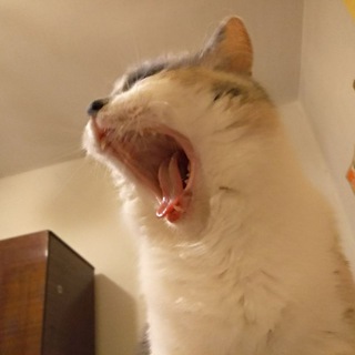 Логотип @littlekus - Маленький Кусь