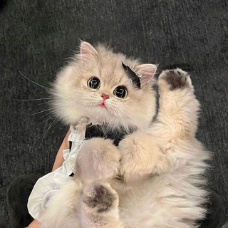 Логотип @littlelittlecats - Кто рассыпал крошки