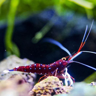 Логотип @littlewondersofsulawesisg - Little Wonders of Sulawesi
