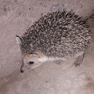 Логотип @litvinth - Чат канала Интересности