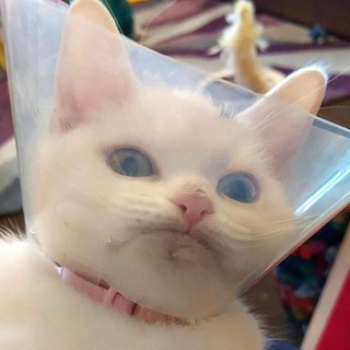 Логотип @live_in_true - Не/Взрослая жизнь