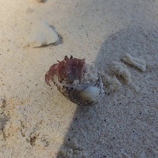 Логотип @live_phuket - Phuket Island Live 🇹🇭