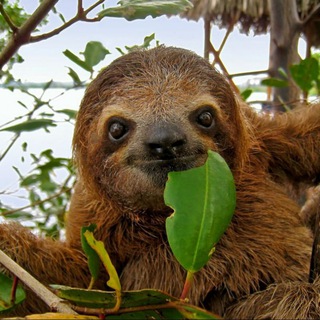 Логотип @liveinslowmotion - SLOW MOTION