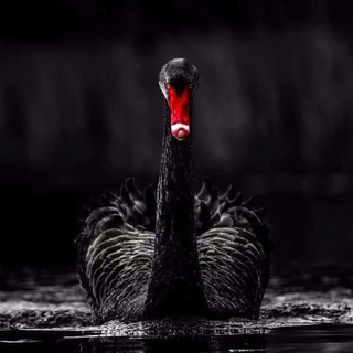 Логотип @livermorechannel - Чёрный лебедь