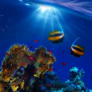 Логотип @livingocean - Living Ocean