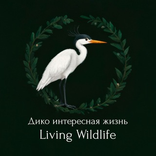 Логотип @livingwildlife - Дико интересная жизнь | Living wildlife