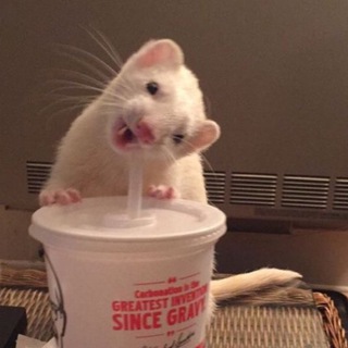 Логотип @liwryb - speed song | парные авы