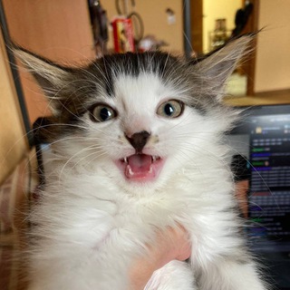 Логотип @lizaskamitreklamy - тут теперь лиза будет писать всякое