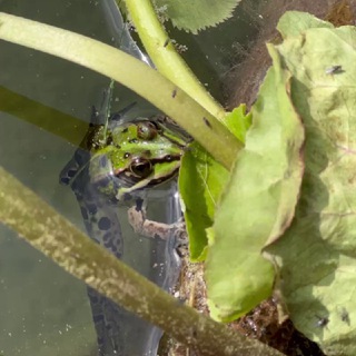Логотип @lkzntsv_photo - Сельские Прелести