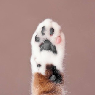 Логотип @llaappkkii - Лапки