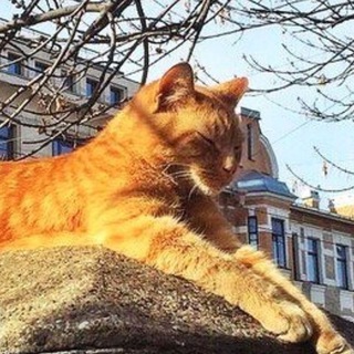 Логотип @llemi - Llemilio