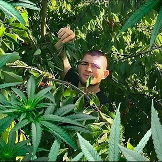 Логотип @lo3l5i7pig - Свиной Леденец