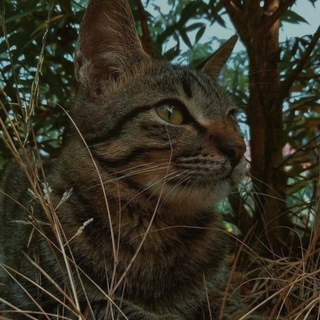 Логотип @lob1_1 - ٢٢:٤٤:٣٢