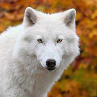 Логотип @lobo_al_ataque - lobos al ataque