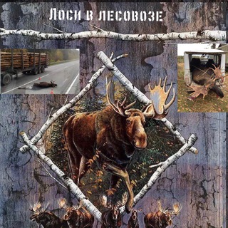Логотип @locivlecovoze - Лоси в лесовозе
