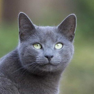 Логотип @logical_investments_on_line - Финмодели и расчеты в Excel