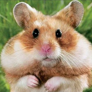 Логотип @logovohamykov - Logovo hamyakov