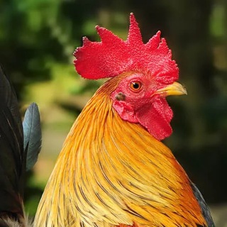 Логотип @lolxdcomsiba - Telega Sibamor ✊