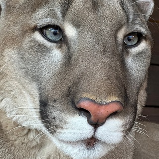 Логотип @londonbigcat - London_big_cat