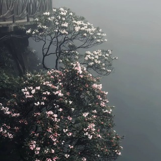 Логотип @lonelinessinside - почему котя спит ࣪ ഒ