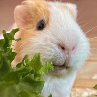 Логотип @lookatmypig - посмотрите какая у меня свинья