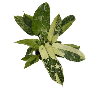 Логотип @lopuhhi - Лопухи