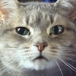 Логотип @los_bubloss - Деякі бублікі