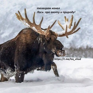 Логотип @los_hunter - Лось: про охоту и природу
