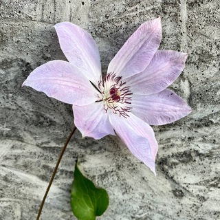 Логотип @losevavsad - Лосева в сад. И еда