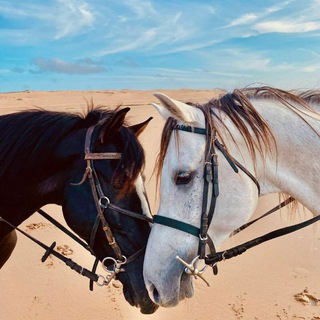 Логотип @loshadinyi - Лошадиный мир🐴❤️