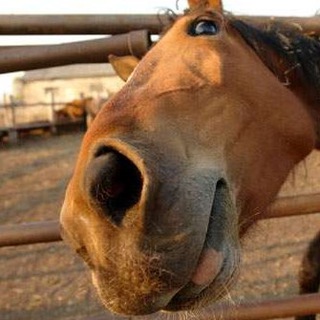 Логотип @loshadus - Бред Рябой Кобылы